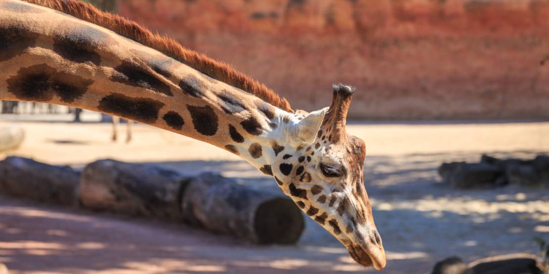 Giraffe im Erlebnis Zoo Hannover